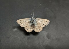 Glaucopsyche lygdamus