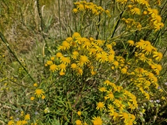 Senecio brasiliensis