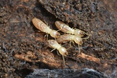 Reticulitermes hesperus