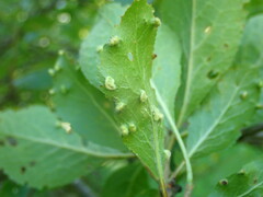 Eriophyes similis