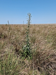 Eryngium horridum