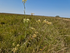 Galianthe equisetoides