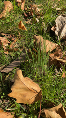 Allium vineale