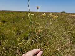 Galianthe equisetoides