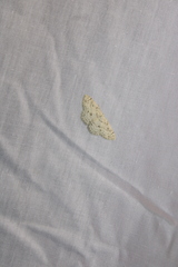 Cyclophora pendulinaria