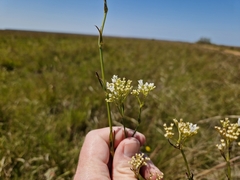 Galianthe equisetoides