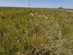 Galianthe equisetoides