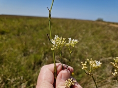 Galianthe equisetoides