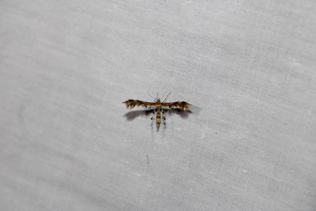 Lobed Plume Moth