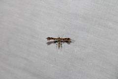 Dejongia lobidactylus
