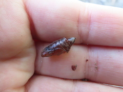 Aphrophora saratogensis