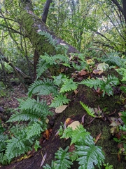 Polypodium vulgare