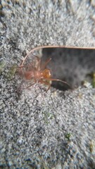 Formica pallidefulva