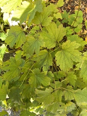 Anemone virginiana