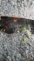 Formica pallidefulva