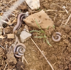 Ommatoiulus rutilans