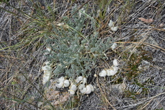 Astragalus purshii