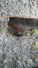 Formica pallidefulva