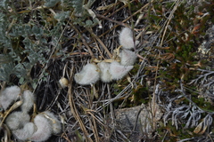 Astragalus purshii