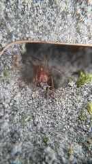 Formica pallidefulva