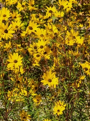 Helianthus angustifolius