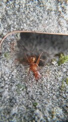 Formica pallidefulva