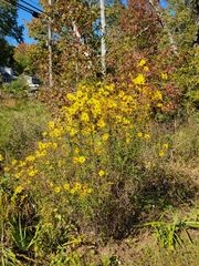 Helianthus angustifolius