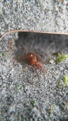 Formica pallidefulva