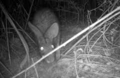 Sylvilagus aquaticus