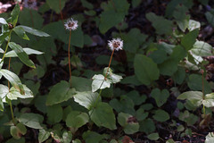 Arnica cordifolia