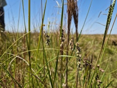 Chascolytrum subaristatum