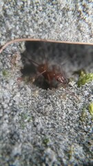 Formica pallidefulva