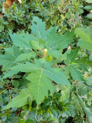 Acer saccharinum