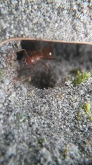 Formica pallidefulva