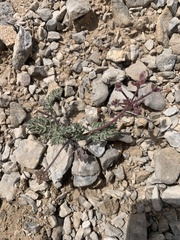 Lomatium nevadense nevadense