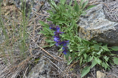Penstemon pruinosus