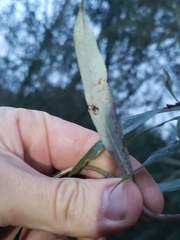 Phyllocnistis saligna