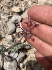 Lomatium nevadense nevadense