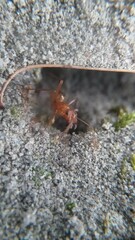 Formica pallidefulva