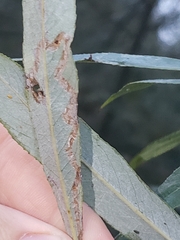 Phyllocnistis saligna