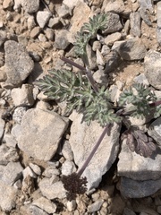 Lomatium nevadense nevadense