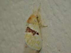 Euproctis molunduana