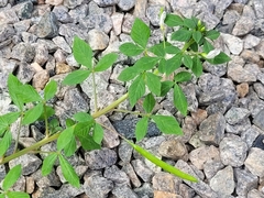 Cleome rutidosperma