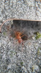 Formica pallidefulva