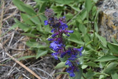 Penstemon pruinosus