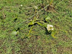 Sagittaria montevidensis