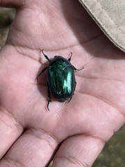 Cotinis viridicyanea