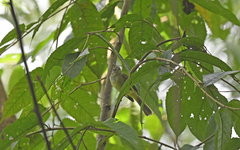 Nesotriccus incomtus