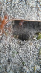 Formica pallidefulva