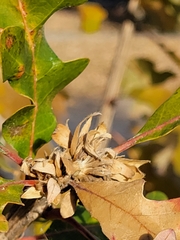 Andricus quercusfrondosus